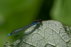 David Plant Photography - Wildlife Photography - Red-eyed damselfly - F